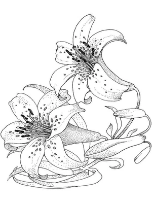 Lily Flowers Coloring Page