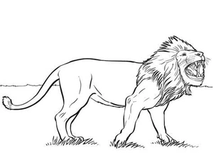 Furious Lion Coloring Page
