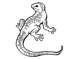 Lizards