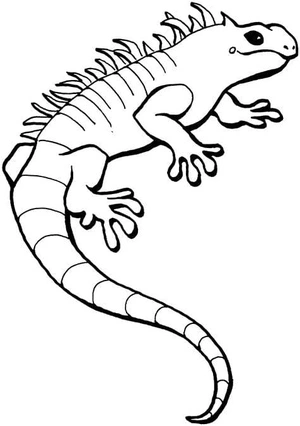 Lively Lizards Coloring Page Coloring Page