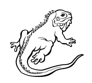 Outline of a Free Lizard Image