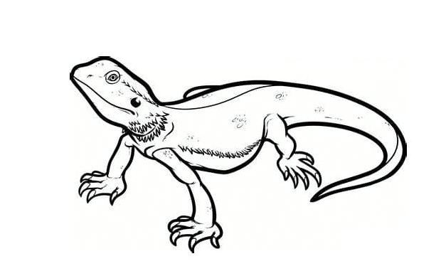 Print Outline of Lizards Coloring Page