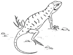 Printable Lizard Coloring Page Coloring Page