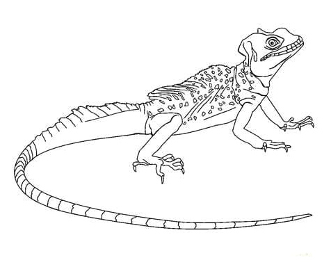 Printable Lizards Coloring Page Coloring Page
