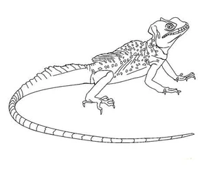 Printable Lizards Coloring Page Coloring Page