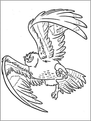 Falcon Maui