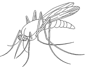 Basic Mosquito Illustration