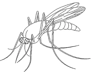 Basic Mosquito Illustration Coloring Page