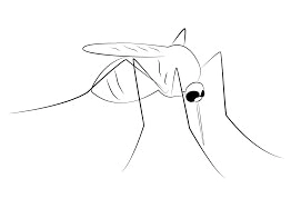 Don the Mosquito Coloring Page