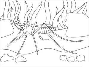 Mosquito