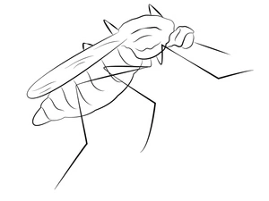 Please name it "Plain Mosquito" instead of "Basic Mosquito." Coloring Page
