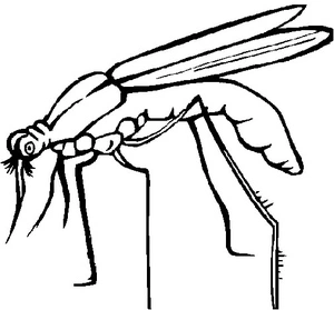 Simple Mosquito Sketch Coloring Page