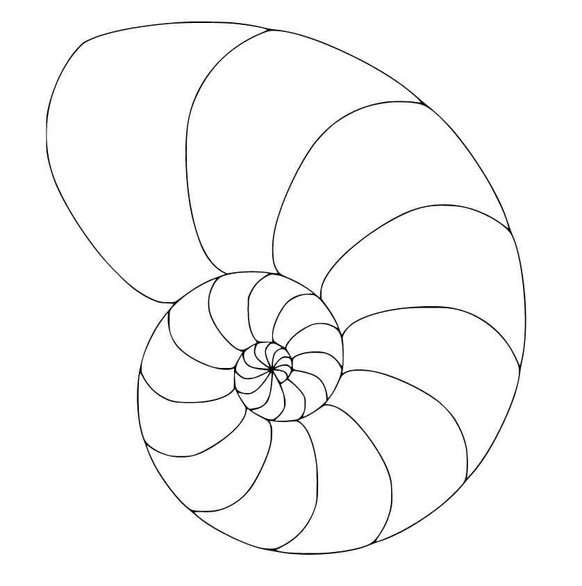 A Shell Nautilus Coloring Page