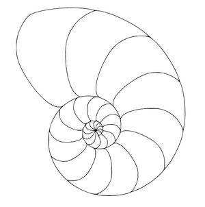 A Shell Nautilus