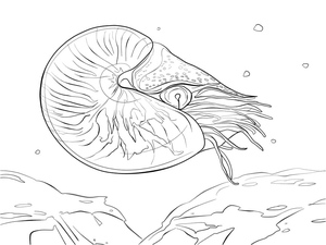 Illustration of a Nautilus