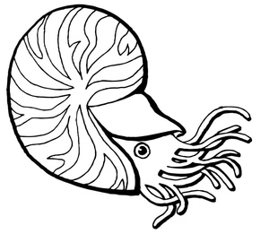 Nautilus in a Chamber Coloring Page