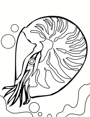 Nautilus