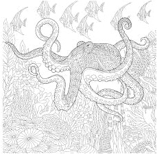 Octopus Zentangle