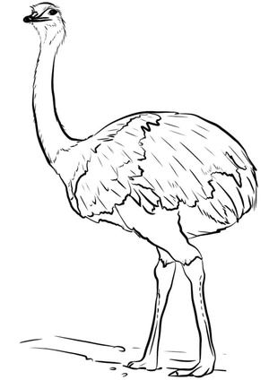 Free to Use Ostrich Coloring Page Coloring Page