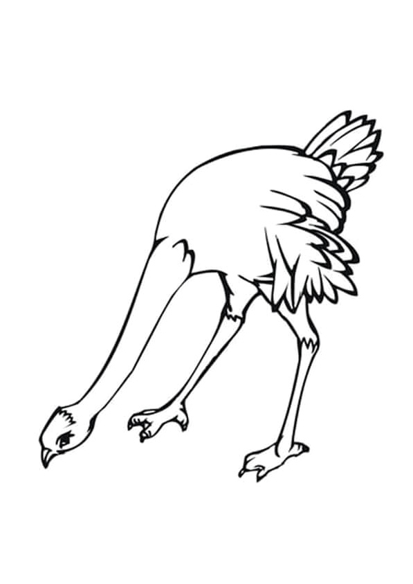 Ostrich Feasting Coloring Page
