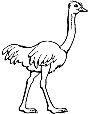 Ostrich Illustration Coloring Page