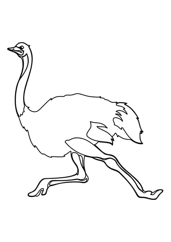 Ostrich in Motion Coloring Page