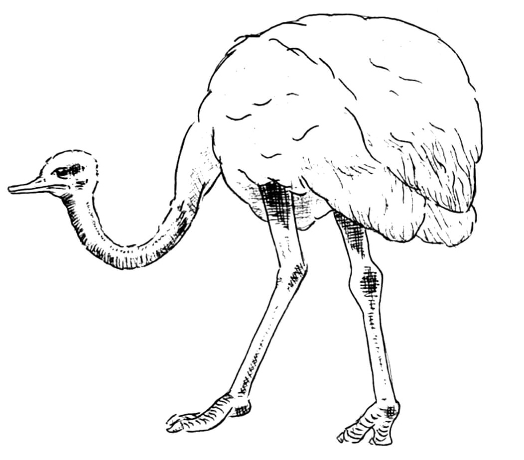 Simple Design Ostrich Coloring Page