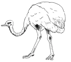 Simple Design Ostrich Coloring Page