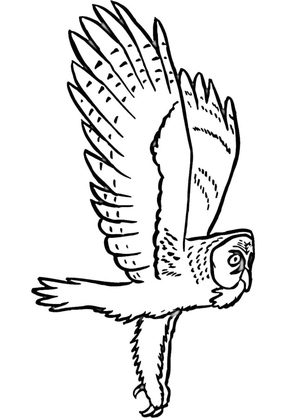 Printable Owl in Flight