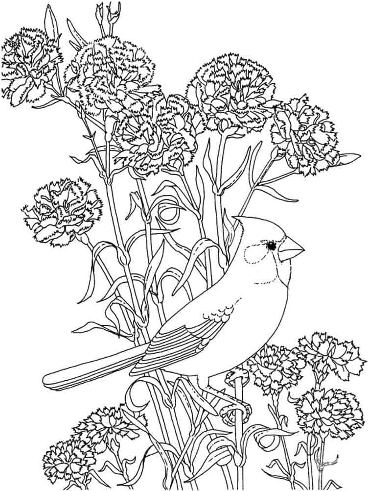 Cardinal and Peony Coloring Page Coloring Page