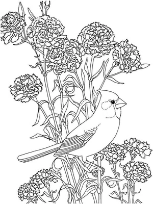 Cardinal and Peony Coloring Page Coloring Page