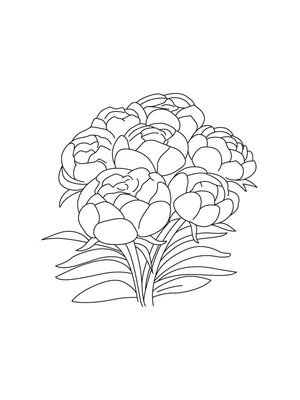 Exquisite Peonies Coloring Page