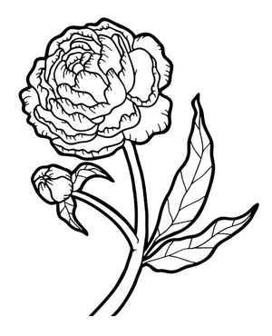 Peony