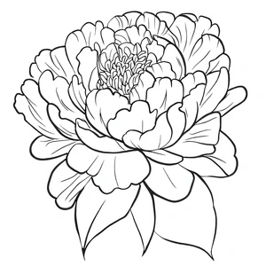 Peony Flower Coloring Page Coloring Page