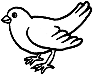 Adorable Small Dove