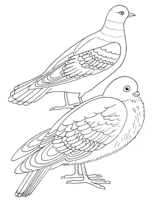 Pair of Doves Coloring Page