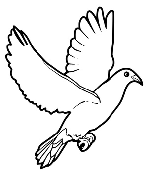 Pigeon (Dove)