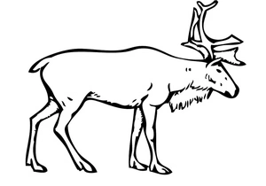 Reindeer Coloring Page Coloring Page