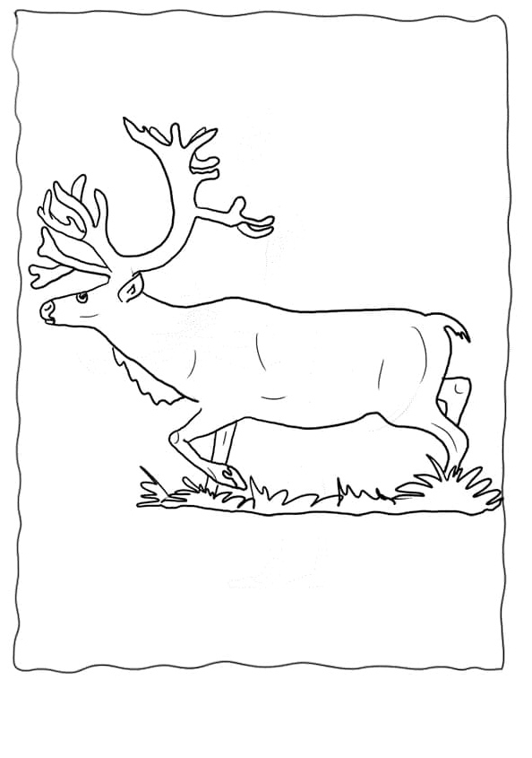 Reindeer in Motion Coloring Page