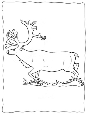 Reindeer in Motion
