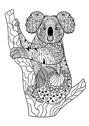 Relaxed Koala