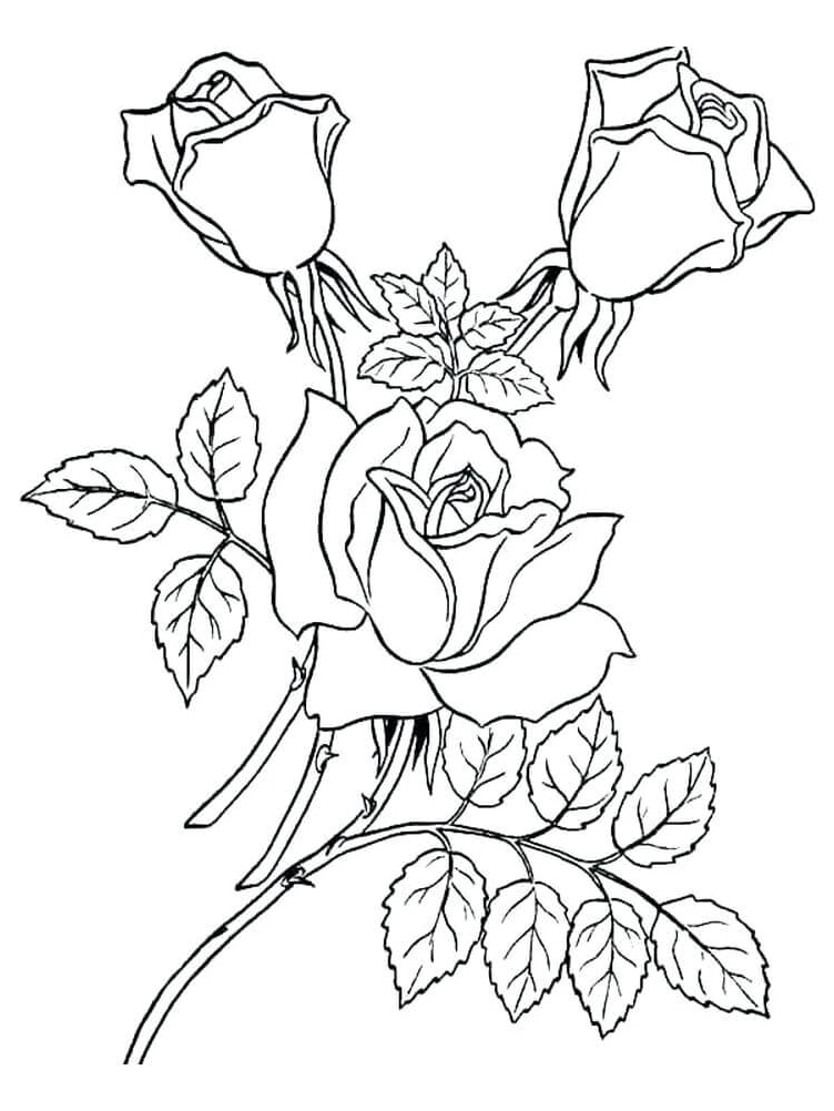 Branch of beautiful roses Coloring Page