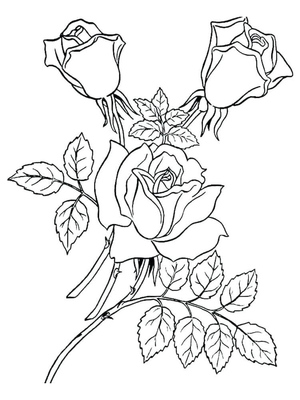 Branch of beautiful roses