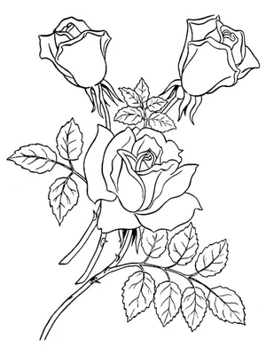 Branch of beautiful roses Coloring Page