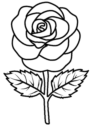 Commonly Found Rose Blossom