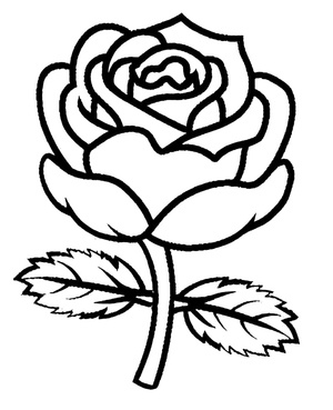 Lovely Rose Bloom