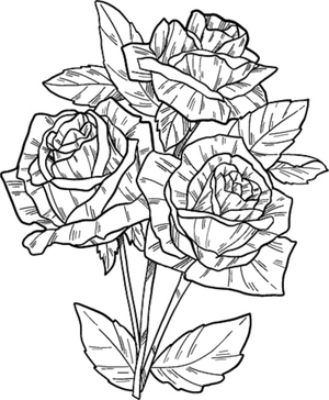Rose Drawing