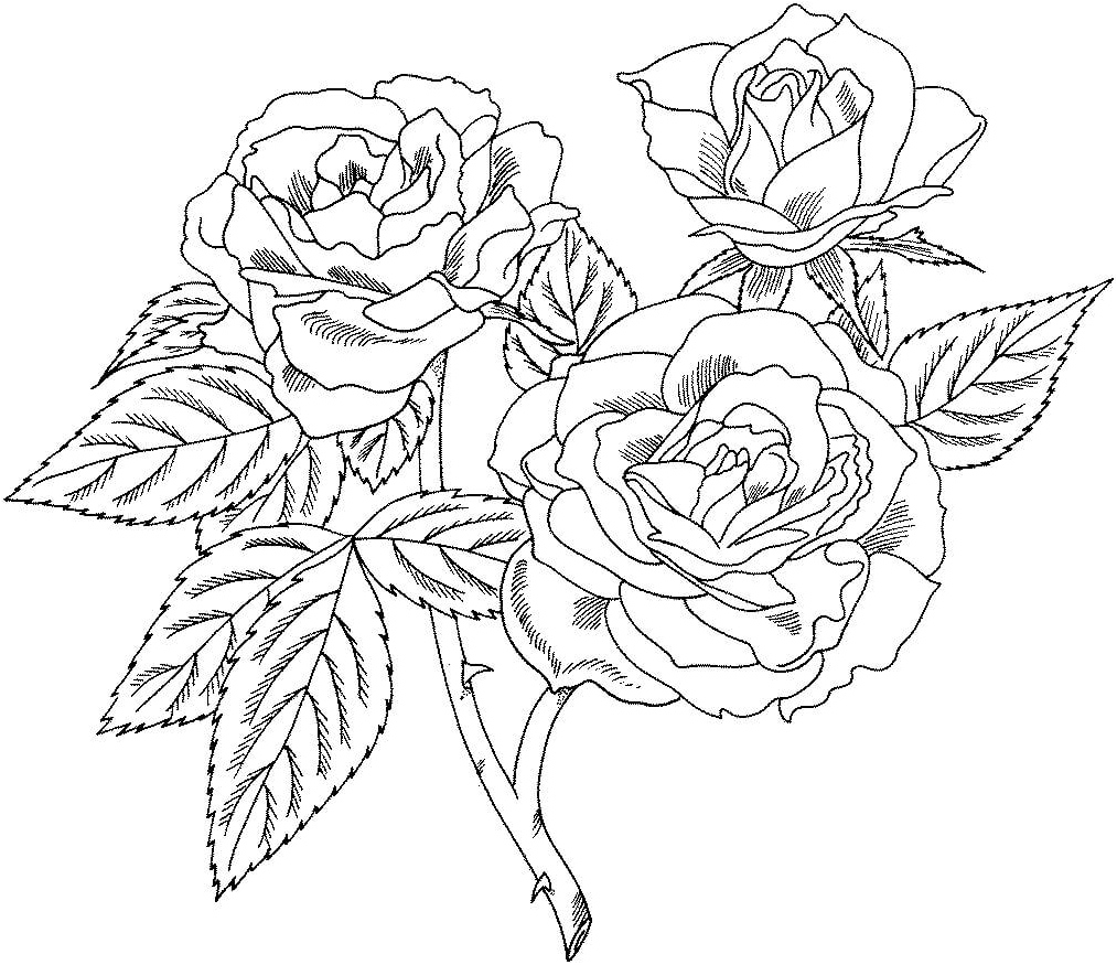 Roses Full of Delight Coloring Page