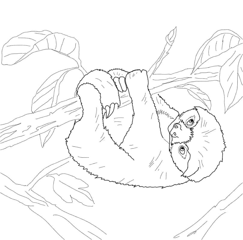 A Sloth Hanging Coloring Page