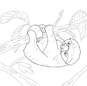 A Sloth Hanging